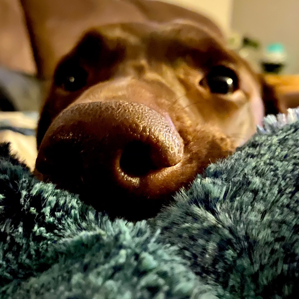 Meet your Posher, Brittany